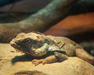 Zoo-398