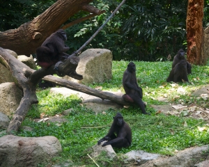 Zoo-403