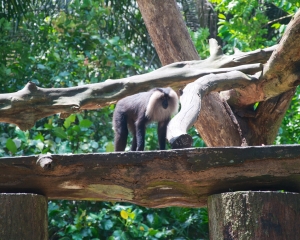 Zoo-406