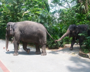 Zoo-409