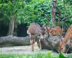 Zoo-410