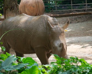 Zoo-411