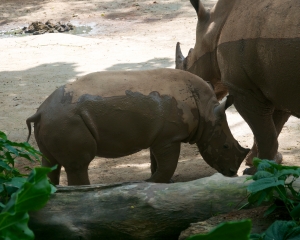 Zoo-412