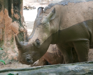 Zoo-413