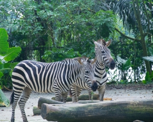 Zoo-414