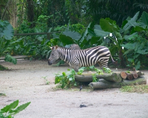 Zoo-415