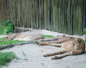 Zoo-416