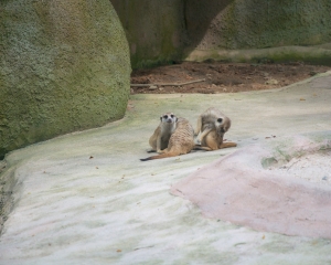Zoo-418