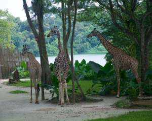 Zoo-419