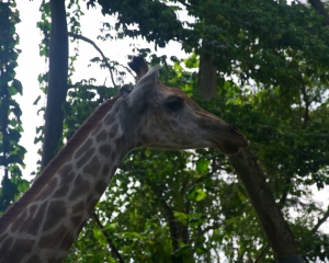 Zoo-420