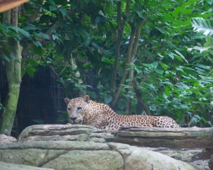 Zoo-421