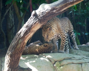 Zoo-422