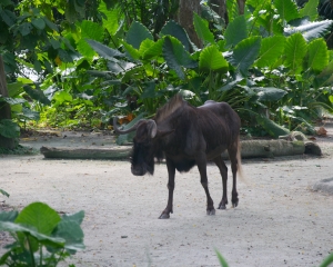 Zoo-424