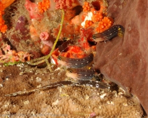 Wakatobi_Slides_015_1