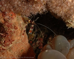 Wakatobi_Slides_027_1
