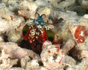 Wakatobi_Slides_028_1