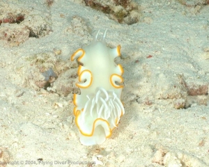 Wakatobi_Slides_034_1