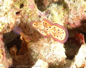 Wakatobi_Slides_040_1