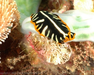 Wakatobi_Slides_043_1
