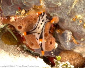 Wakatobi_Slides_044_1