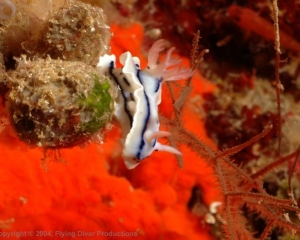 Wakatobi_Slides_045_1