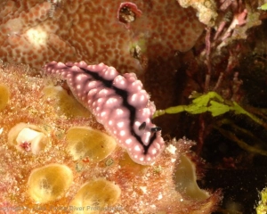 Wakatobi_Slides_047_1