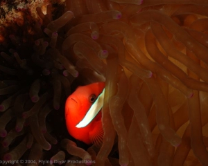 Wakatobi_Slides_057_1