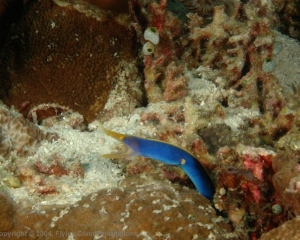 Wakatobi_Slides_068_1