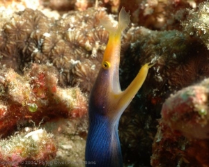 Wakatobi_Slides_069_1