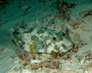 Wakatobi_Slides_071_1