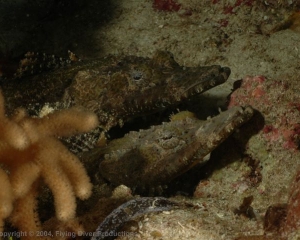 Wakatobi_Slides_073_1