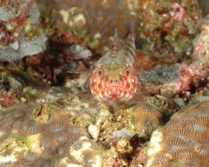 Wakatobi_Slides_081_1