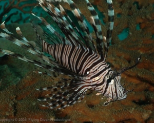 Wakatobi_Slides_083_1
