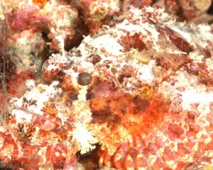Wakatobi_Slides_086_1