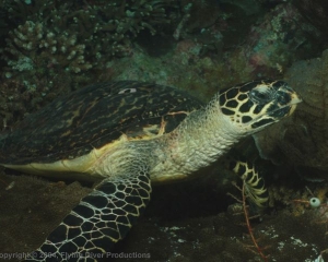 Wakatobi_Slides_093_1