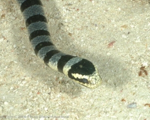 Wakatobi_Slides_094_1