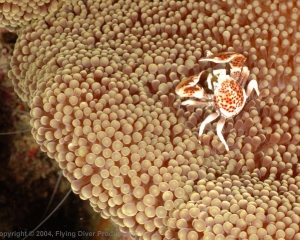 Wakatobi_Slides_097_1