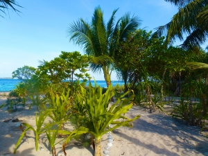 Beach-Path-_1_ Beach-Path-_1_
