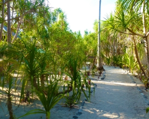 Garden-Path-to-Restaurant-_2_