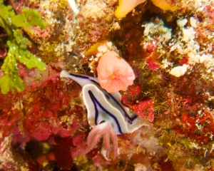 SONY DSC