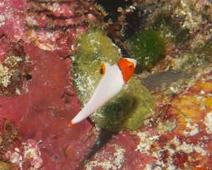 SONY DSC
