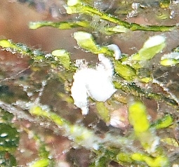 SONY DSC