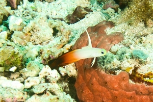 SONY DSC