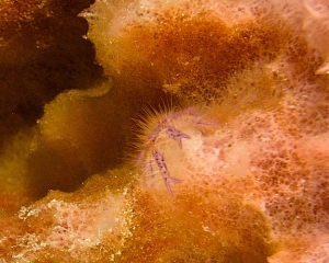 DSC07096