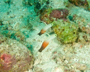 DSC08454